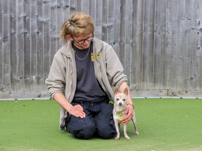 Marley | Chihuahua (Smooth Coat) | Evesham (Worcestershire) - 2