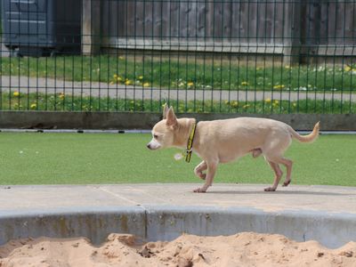 Marley | Chihuahua (Smooth Coat) | Evesham (Worcestershire) - 3