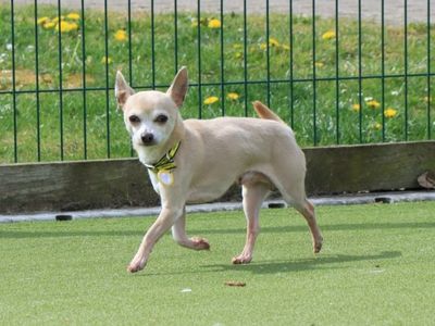 Marley — Chihuahua (Smooth Coat)