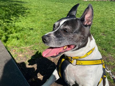 Geezer | Terrier (Staffordshire Bull) Cross | Leeds - 3