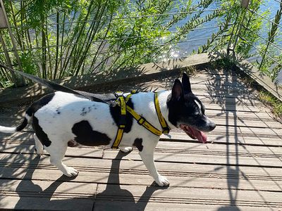 Geezer | Terrier (Staffordshire Bull) Cross | Leeds - 5