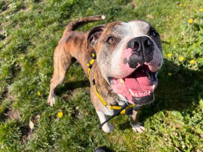Forest | American Bulldog Cross | Cardiff - 2