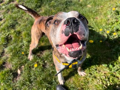 Forest | American Bulldog Cross | Cardiff - 3
