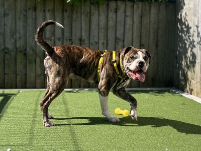 Forest | American Bulldog Cross | Cardiff - 3