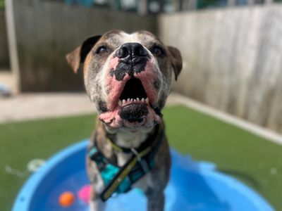 Forest | American Bulldog Cross | Cardiff - 5