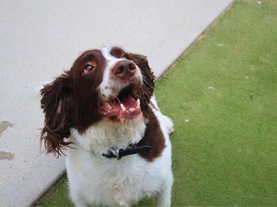 Ted | Spaniel (Welsh Springer) | Manchester - 5