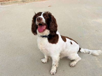 Ted | Spaniel (Welsh Springer) | Manchester - 3