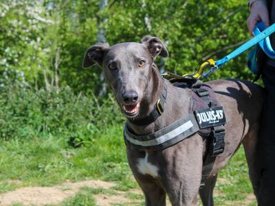Mel | Greyhound | Darlington - 3