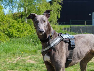 Mel | Greyhound | Darlington - 1