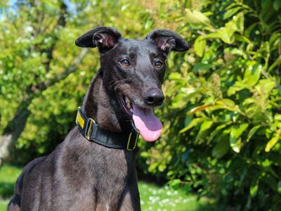 Theo | Greyhound | Darlington - 2