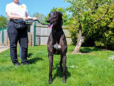 Theo | Greyhound | Darlington - 3