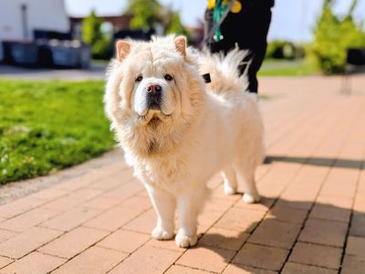 Lana, a 2 years old female Chow Chow available for adoption from Dogs Trust in Wales