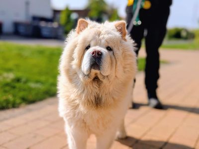Lana | Chow Chow | Cardiff - 5