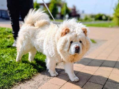 Lana | Chow Chow | Cardiff - 3
