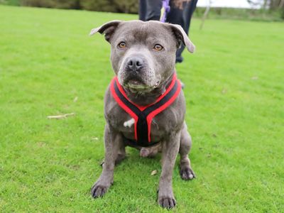 Chunk | Terrier (Staffordshire Bull) | Leeds - 3