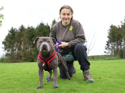 Chunk | Terrier (Staffordshire Bull) | Leeds - 2