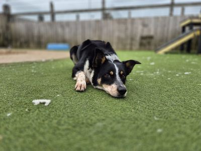 Malibu | Collie (Border) | Cardiff - 2