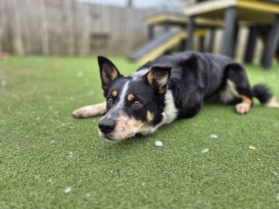 Malibu | Collie (Border) | Cardiff - 3