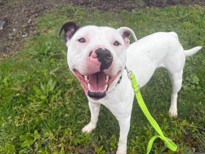 Snoopy | Terrier (Staffordshire Bull) | Cardiff - 3