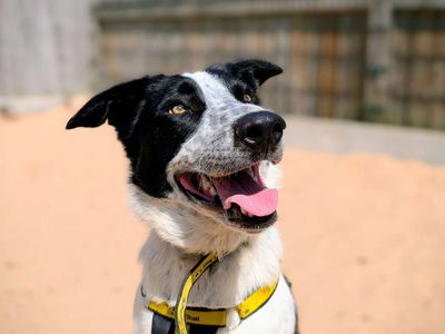 Sheldon Cooper | Collie (Border) | Cardiff - 3