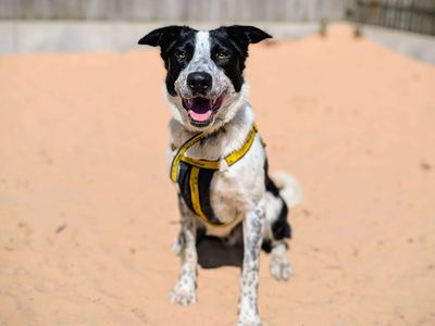 Sheldon Cooper | Collie (Border) | Cardiff - 5