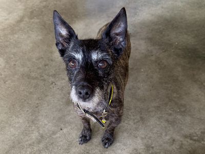 Luna | Chihuahua (Long Coat) Cross | Basildon (Essex) - 3