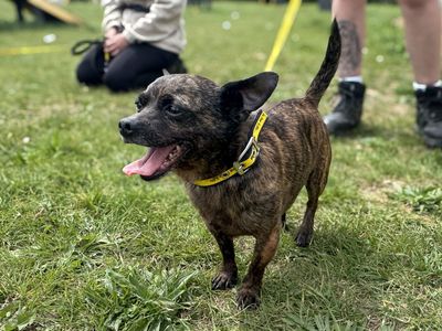 Potato | Chihuahua (Smooth Coat) Cross | Basildon (Essex) - 2
