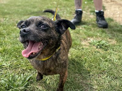 Potato | Chihuahua (Smooth Coat) Cross | Basildon (Essex) - 3