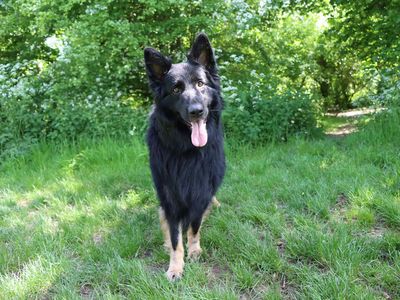 Jax | German Shepherd Dog | Darlington - 2
