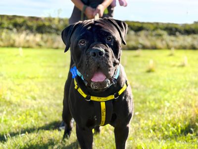 Saxon, a 1 year old male Mastiff X available for adoption from Dogs Trust in West Yorkshire