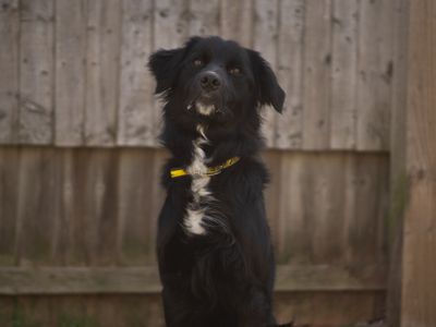 Blue, a 1 year old male Collie available for adoption from Dogs Trust in Warwickshire