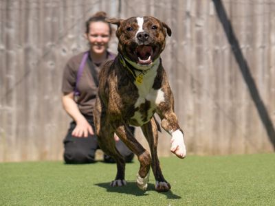 Lilo | Terrier (Staffordshire Bull) Cross | Kenilworth (West Midlands) - 2