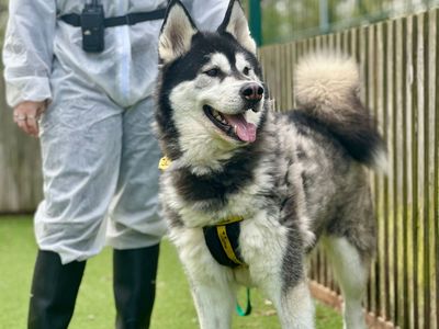 Rocco | Siberian Husky Cross | Canterbury - 3