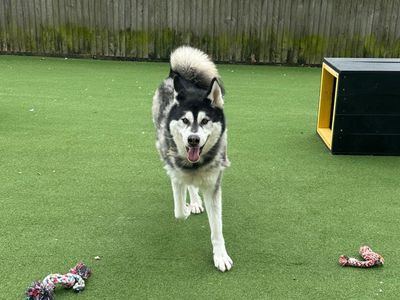 Rocco | Siberian Husky Cross | Canterbury - 2