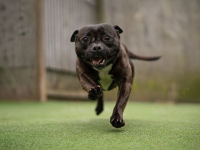 Patsy | Terrier (Staffordshire Bull) Cross | Kenilworth (West Midlands) - 3