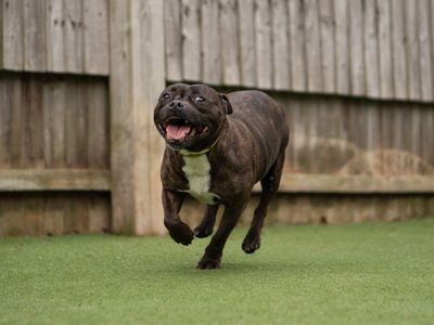 Patsy | Terrier (Staffordshire Bull) Cross | Kenilworth (West Midlands) - 2