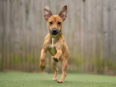 Pippin, a 2 years old female Jack Russell Terrier available for adoption from Dogs Trust in Warwickshire