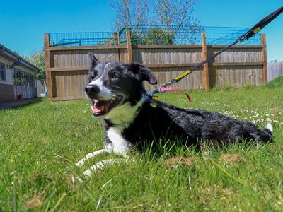 Porter | Collie (Border) | Evesham (Worcestershire) - 3