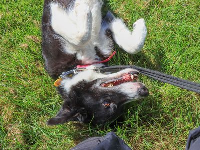 Porter | Collie (Border) | Evesham (Worcestershire) - 5