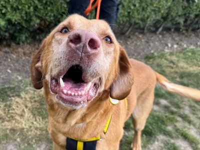 Podrick | Retriever (Labrador) | Basildon (Essex) - 5