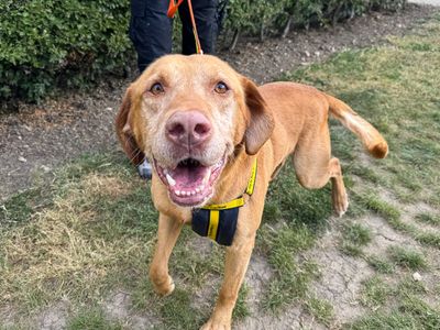 Podrick | Retriever (Labrador) | Basildon (Essex) - 3