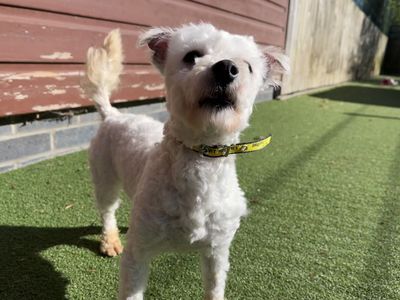 Pixie | Bichon Frise | Ilfracombe - 5
