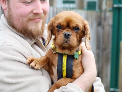 Pumpkin | Spaniel (Cavalier King Charles) | Leeds - 2
