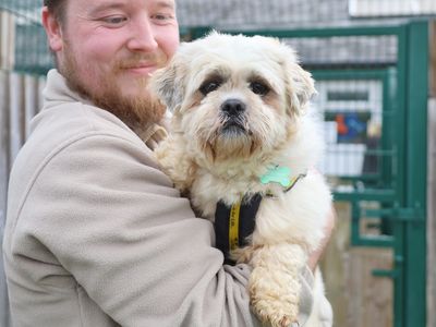 Pumpkin | Spaniel (Cavalier King Charles) | Leeds - 3