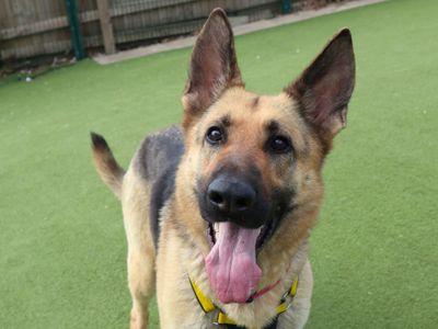 Latavia | German Shepherd Dog | Harefield West London - 2