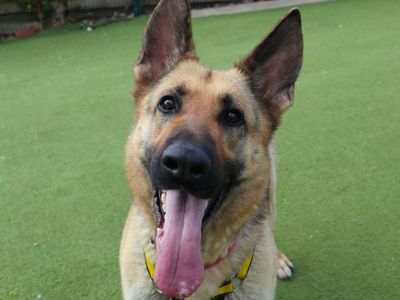 Latavia | German Shepherd Dog | Harefield West London - 3