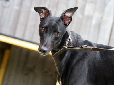 Romeo — Greyhound