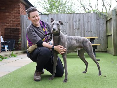 Kenny Boy | Greyhound | Leeds - 2