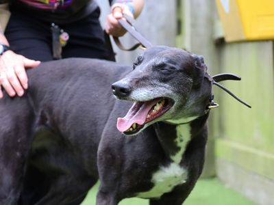 Alexa | Greyhound | Leeds - 3