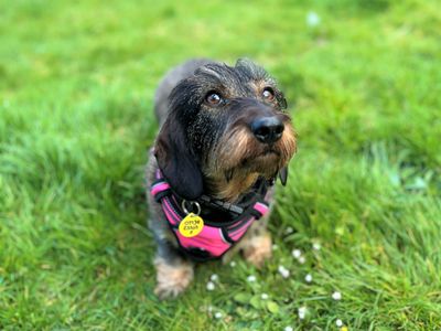 Darcy | Dachshund (Miniature Wire Haired) | Bridgend (Wales) - 3